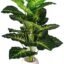 BAARIG Natural Looking Big Money Plant Tree with 18 Long Leaves without Pot (Green & Yellow)