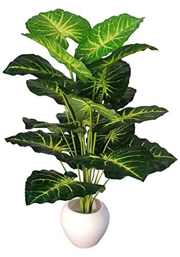 BAARIG Natural Looking Big Money Plant Tree with 18 Long Leaves without Pot (Green & Yellow)