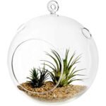 DECENT GLASS Hanging Glass Globe Plant Terrariums Orbs Air Plants Tea Light Candle Holders Succulents Moss Miniature Garden Planters for Home Decor Indoor Garden (Clear, 3 inch)
