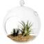 DECENT GLASS Hanging Glass Globe Plant Terrariums Orbs Air Plants Tea Light Candle Holders Succulents Moss Miniature Garden Planters for Home Decor Indoor Garden (Clear, 3 inch)