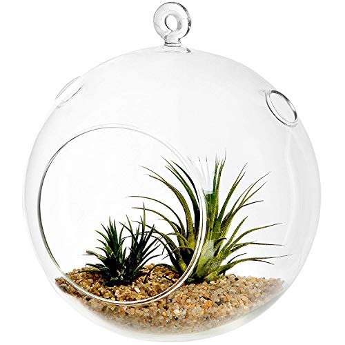 DECENT GLASS Hanging Glass Globe Plant Terrariums Orbs Air Plants Tea Light Candle Holders Succulents Moss Miniature Garden Planters for Home Decor Indoor Garden (Clear, 3 inch)