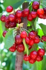 Hidden Enterprise Fresh Barbados Cherry Fruit Live Plant | Sweet and Tasty Red Cherry Live Plant Tree| For Home Gardening, Outdoor Plant| Healty and Delicious Cherry Plant| Easy to Maintain| Fast Grow
