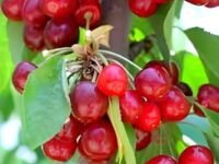 Hidden Enterprise Fresh Barbados Cherry Fruit Live Plant | Sweet and Tasty Red Cherry Live Plant Tree| For Home Gardening, Outdoor Plant| Healty and Delicious Cherry Plant| Easy to Maintain| Fast Grow