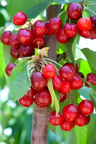Hidden Enterprise Fresh Barbados Cherry Fruit Live Plant | Sweet and Tasty Red Cherry Live Plant Tree| For Home Gardening, Outdoor Plant| Healty and Delicious Cherry Plant| Easy to Maintain| Fast Grow