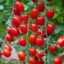 All Season Gardens Cherry Tomato Seeds (Vegetable Seeds) 30 Seeds