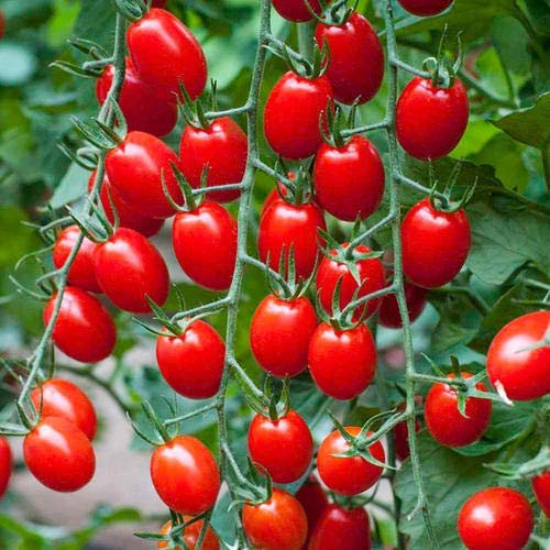 All Season Gardens Cherry Tomato Seeds (Vegetable Seeds) 30 Seeds