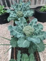 Broccoli seeds for sprouts (60 seeds)