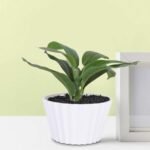 Kuber Industries Artificial Plants for Home D?cor|Natural Looking Indoor Fake Plants with Pot|Artificial Flowers for Decoration (Green)