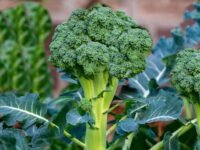 Broccoli seeds for sprouting organic (70 seeds)