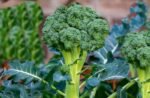 Broccoli seeds (70 seeds)