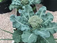 Broccoli seeds (60 seeds)