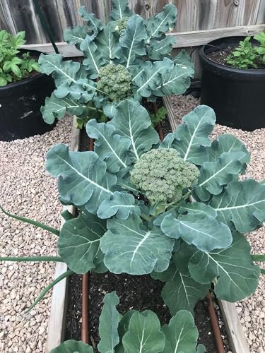 Broccoli seeds (60 seeds)