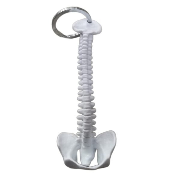 BNF® Mini Spine Model Key Ring School Learning Tools Lab Supplies-Toys & Hobbies - Educational