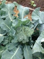 Broccoli seeds (90 seeds)