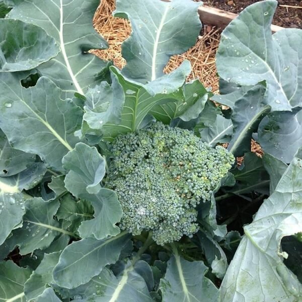 Broccoli seeds (90 seeds)