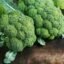 Broccoli seeds organic (80 seeds)