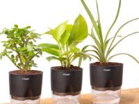 KYARI Combo of Golden Money, Good Luck Jade, Spider Live | Combo of 3 | Indoor Plant with Black Self-Watering Pot | Best for Living Room, Kitchen & Bedroom