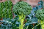 Broccoli seeds organic (70 seeds)