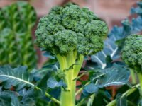 Broccoli seeds organic (70 seeds)