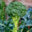 Broccoli seeds organic (70 seeds)