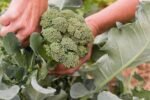 Broccoli seeds (120 seeds)