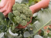 Broccoli seeds (120 seeds)