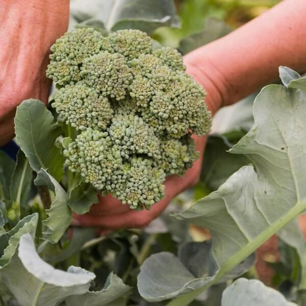 Broccoli seeds (120 seeds)