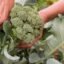 Broccoli seeds (120 seeds)