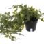 Heart Home Mini Plastic Potted Vine Plant for Home Office Decoration, Plastic Vine with Black Plastic Pots, Fake Plant for Bathroom Decor, Green-KUBMART11602