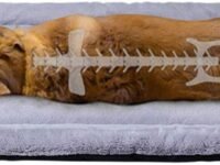 KOZI PET Summer Super Soft Dog & Cat Crate Fabric Bed -Fluffy Pet Bed All Season-Machine Wash & Dryer Friendly-Anti-Skid Pet Beds (Medium)